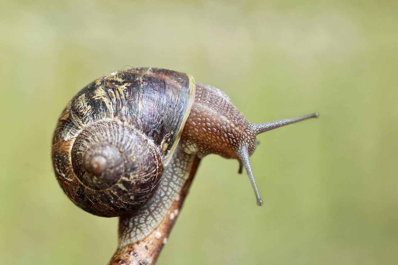 Simulasi Bencana